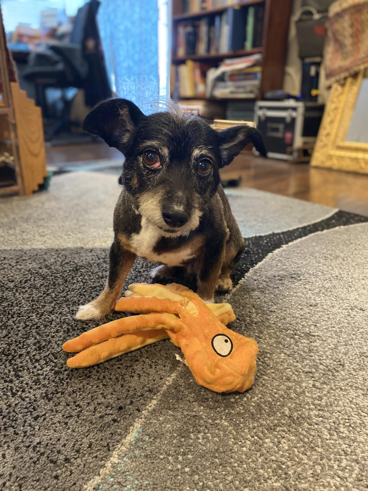 Octopus Dog Toys​,Plush Octopus Dog Toy,​Cat Toy Octopus​,4 Colors photo review