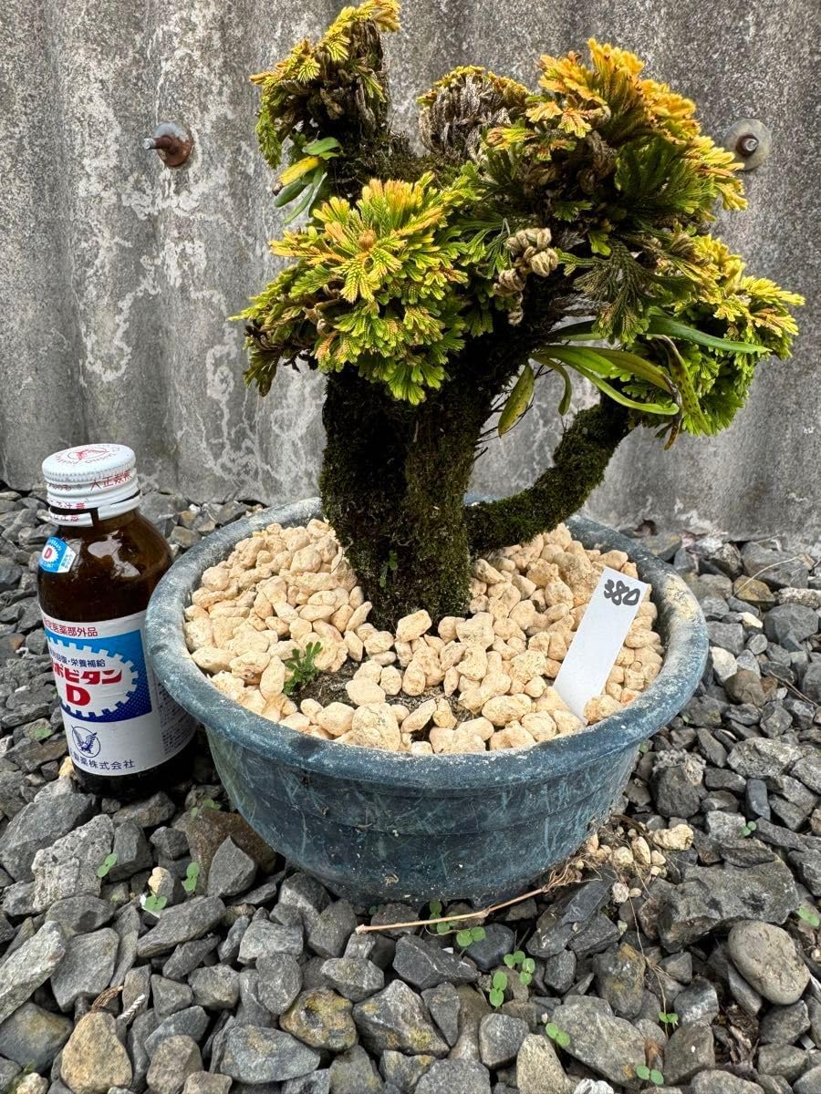 15年物 岩松 イワヒバ 岩ヒバ 盆栽 山野草 高山植物 380