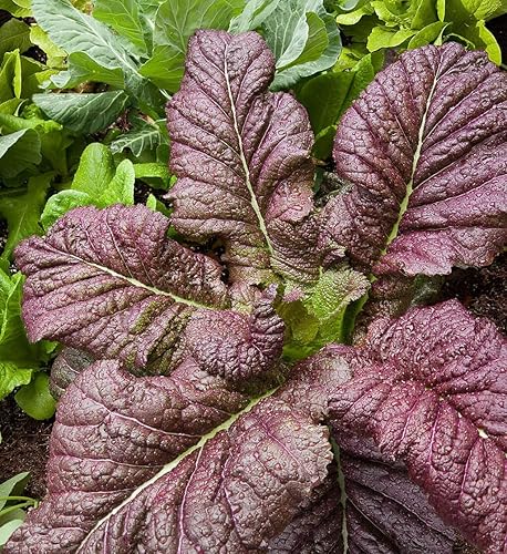 Miniatura 2 de Semillas japonesas gigantes de mostaza roja - Paquete de más de 600 unidades - para semillas de verduras de jardín asiático de espinacas y lechuga