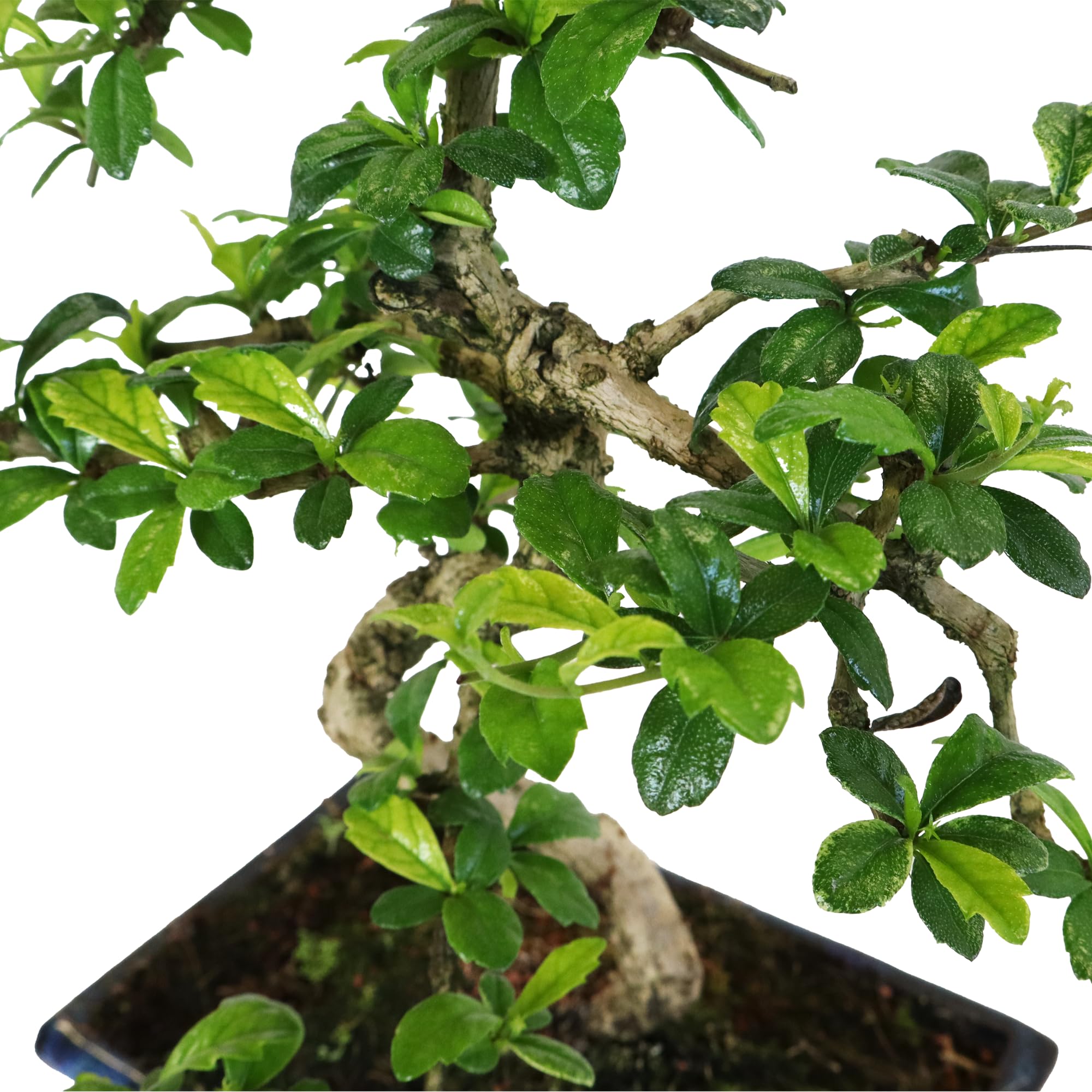KENTIS Carmona Bonsai Fukien Tea Thé coréen H 35-45 cm Pot Ø 20 cm
