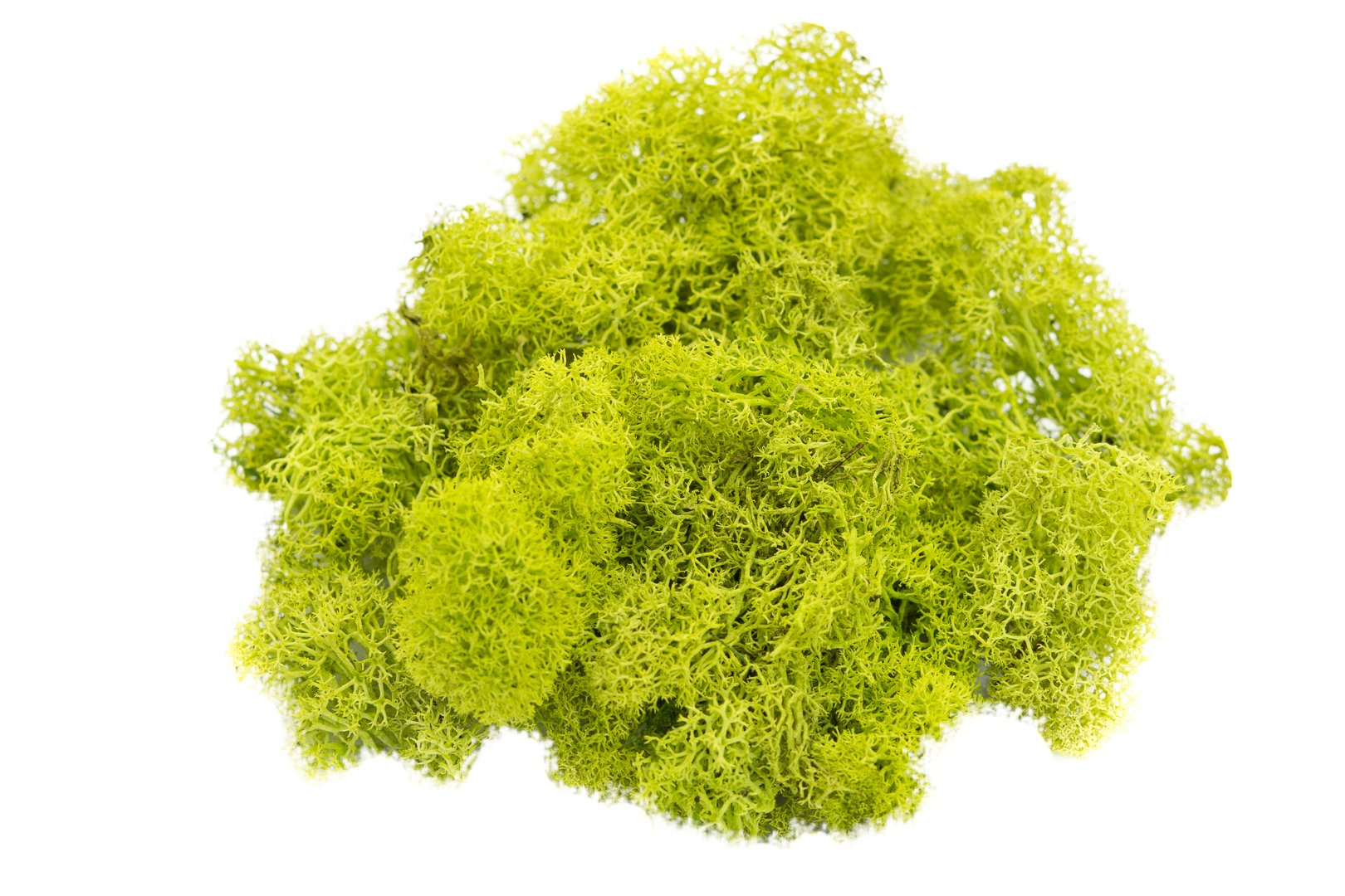 Reindeer Moss Preserved | Chartreuse Colored Moss | Lime Green Moss for Fairy Gardens, Terrariums and Any Craft or Floral Project | Plus Free Nautical eBook by Joseph Rains (2 Ounces)
