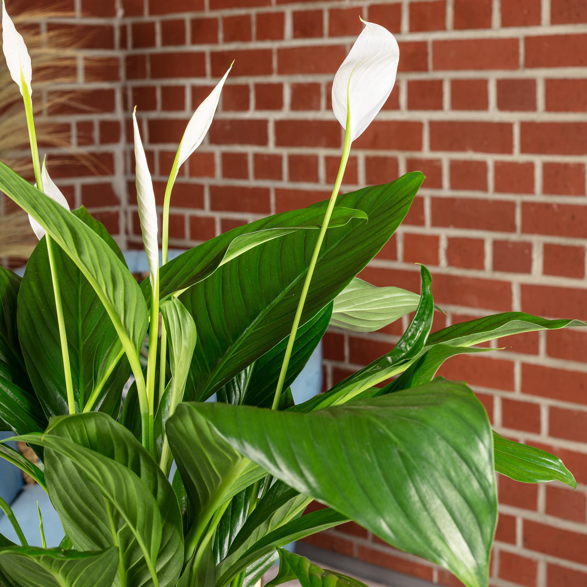 Une feuille avec 4-8 fleurs/bourgeons – véritable plante d’intérieur, spathiphyllum – hauteur env. 70 cm, diamètre du pot 17 cm