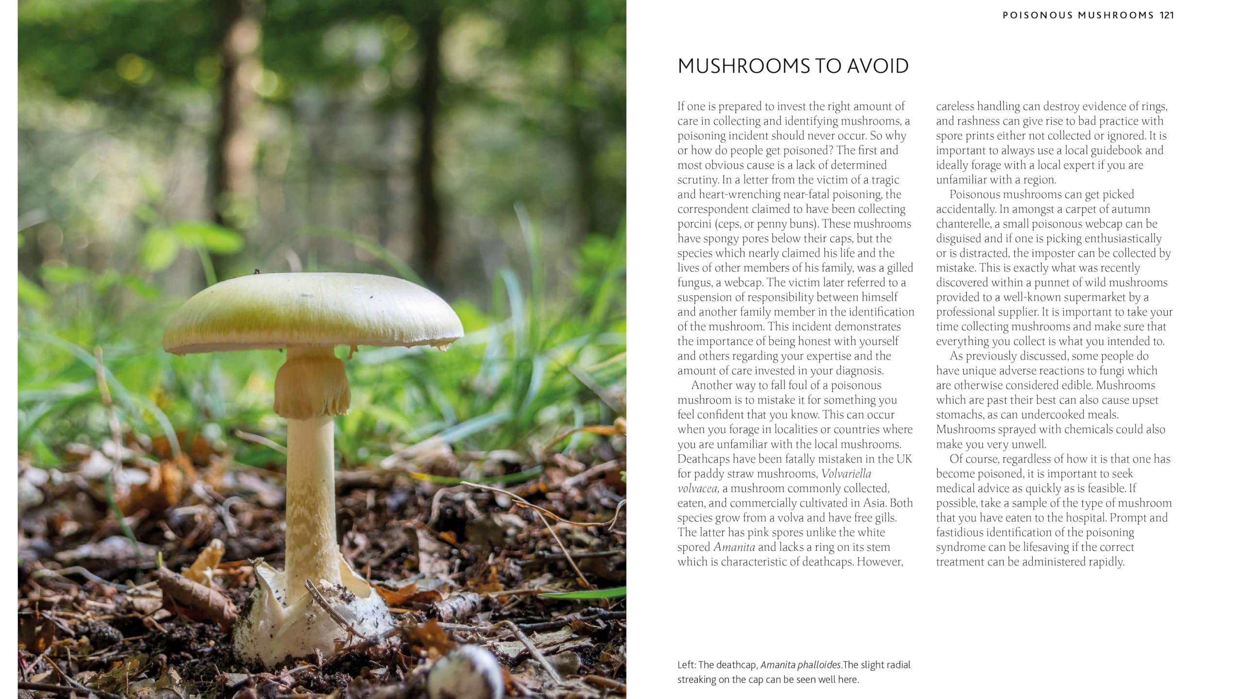 The Mushroom Guide & Identifer: An Expert Manual for Identifying, Picking and Using Edible Wild Mushrooms Found in Britain