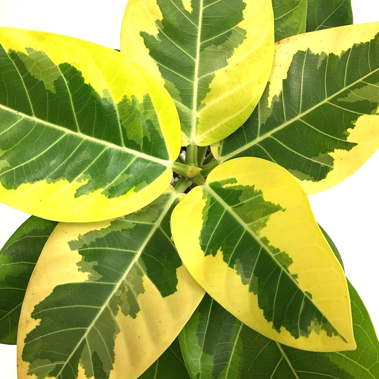 Lemon Lime Rubber Plant Add a Pop of Color to Your Home with This Easy