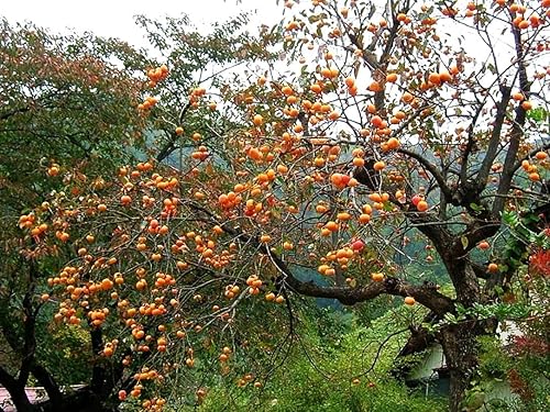 Miniatura 8 de Semillas de árbol de caqui americano - Más de 10 unidades - para plantar 2025 Diospyros Virginiana Caquis orientales comunes Árboles frutales