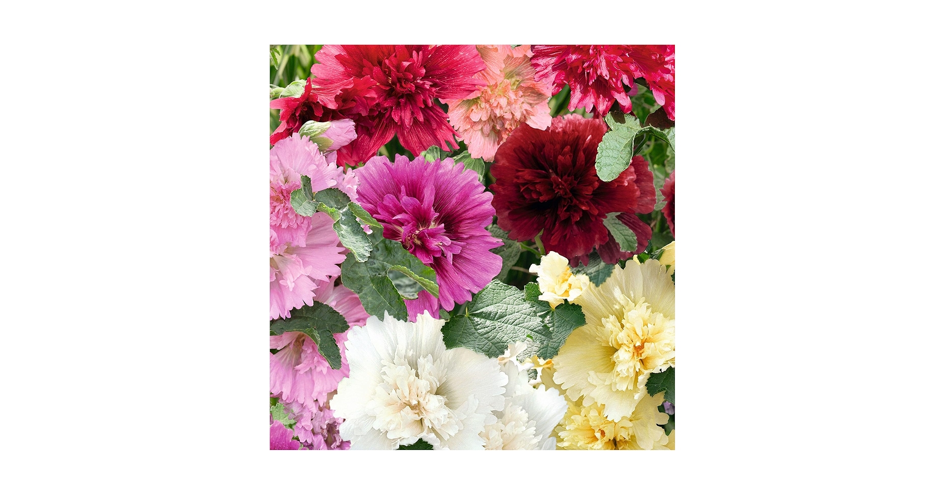 misha and puff 白毒花 holyyoke 4y Paloma Top – Misha & Puff