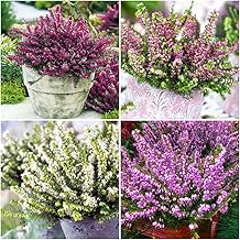 [x4] Winter Heather Erica Darleyensis Collection | Variety-Pack | Evergreen Shrubs | Outdoor Garden Ready Plants | Winter to Spring Flowering | Red, Pink, White Flowers