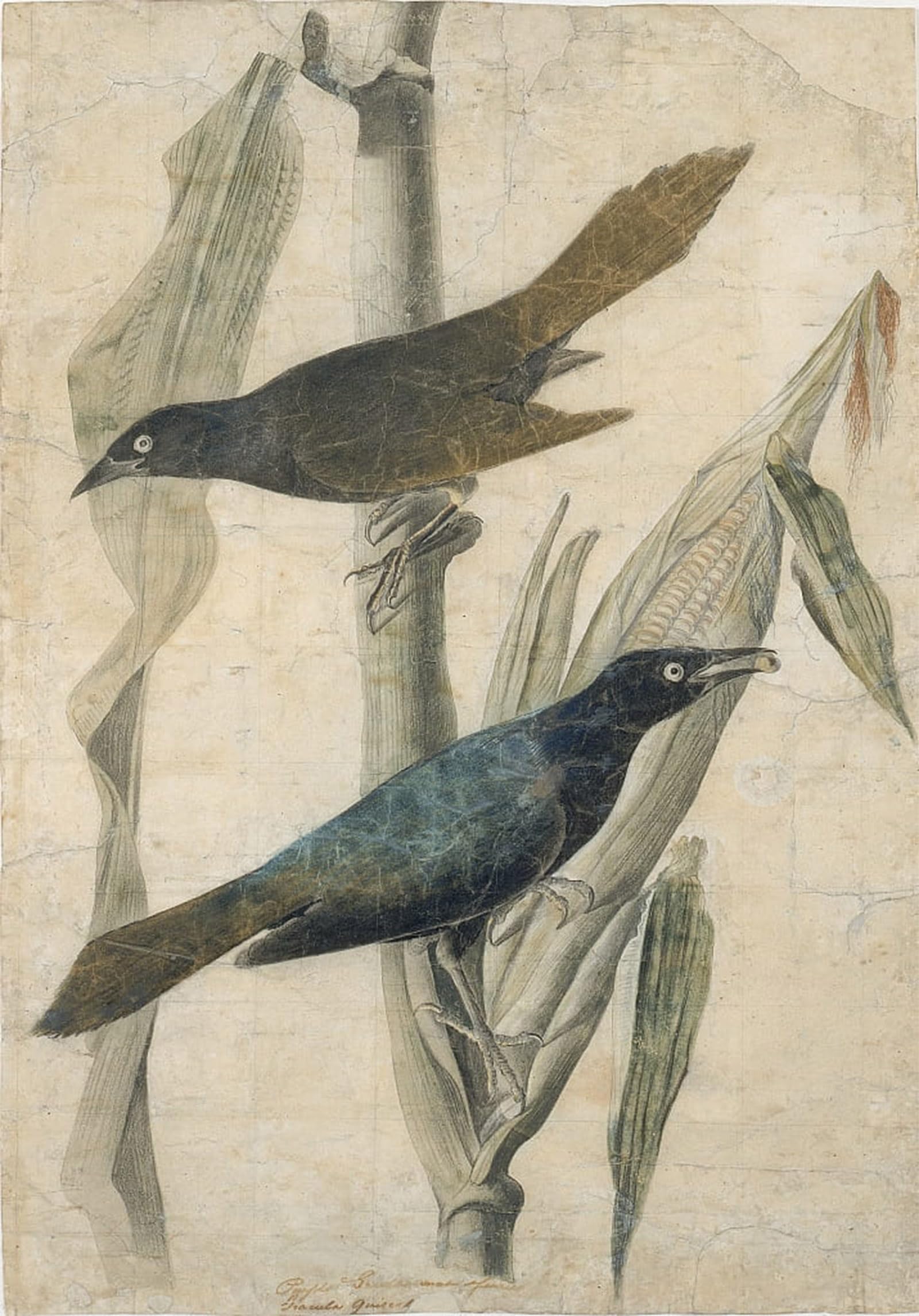 ARTXLXXBN Famous Painting Canvas Artwork Graffiti Print Purple Grackle by John Jamess Audubon Portrait Canvas Image for Home Decor 60x90cm