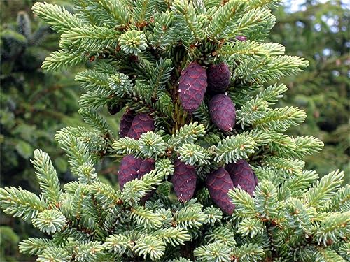 Miniatura 1 de Semillas de árbol de plantas raras Más de 50 semillas de abeto negro Picea Mariana Seeds
