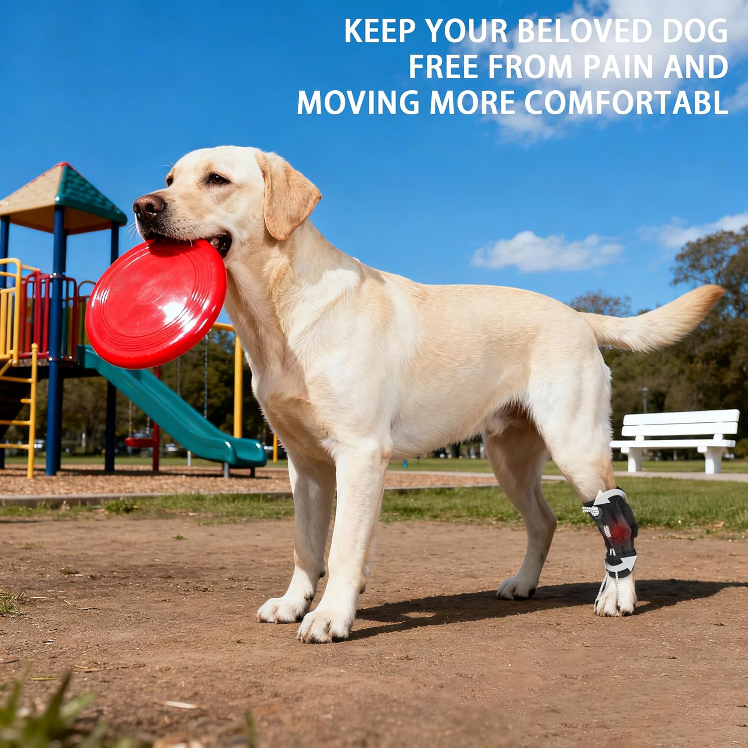 Dog Knuckling Brace, Dog Toe Grips for ACL Injury, Hock Fracture, Arthritis & Meniscus Tears, Rear Legs, M