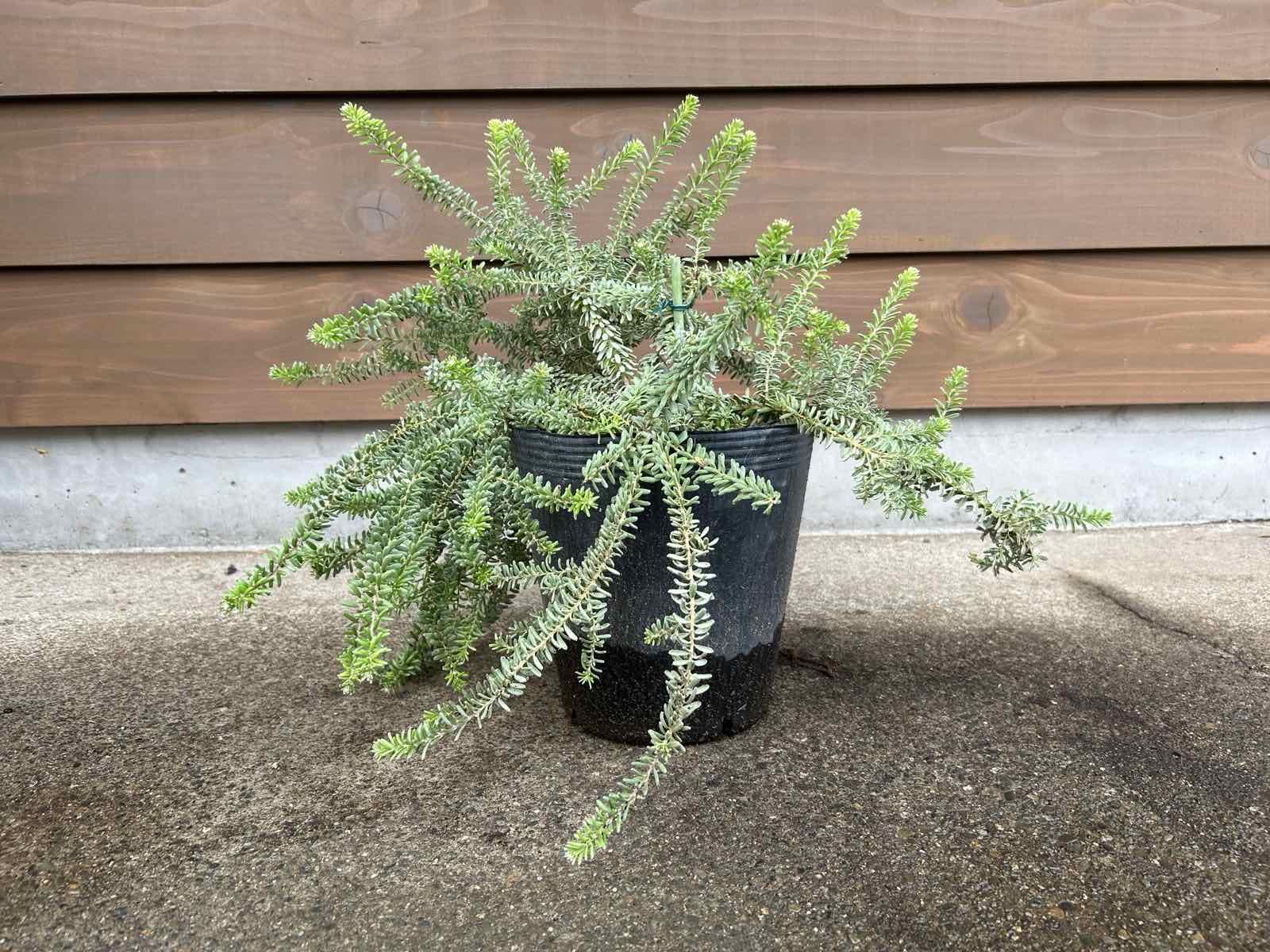 グレビレア　グレープ　オージープランツ　グレープ　グレビレア　苗 9ee24ac0c1862d67d82af97ab4a0ed