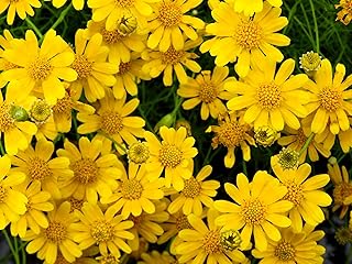 1000 Dahlberg Daisy Thymophylla Tenuiloba Yellow Flower Seeds - aka Gold...