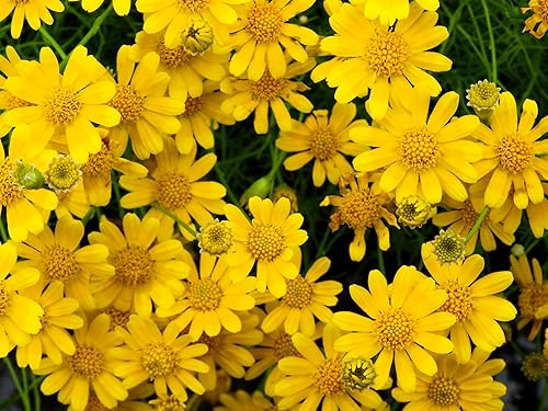 1000 Dahlberg Daisy Thymophylla Tenuiloba Yellow Flower Seeds - aka