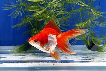 古い金具など5点　桃太郎　鯉　　植物　渦　ピッケル 古い金具など5点 桃太郎 鯉 植物 渦 ピッケル 古い金具など5点 桃太郎