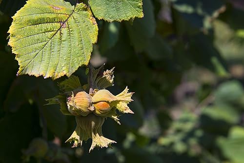 Miniatura 6 de Food to Live Avellanas tostadas blanqueadas orgánicas, 1 libra, sin OMG, filberts tostados en seco, sin piel, nueces enteras, sin sal, kosher,