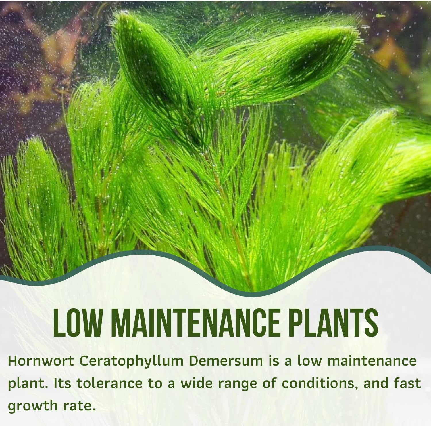 Mainam Hornwort Ceratophyllum Demersum Tropical Freshwater Live Aquarium Plant Decorations (12 Pack)