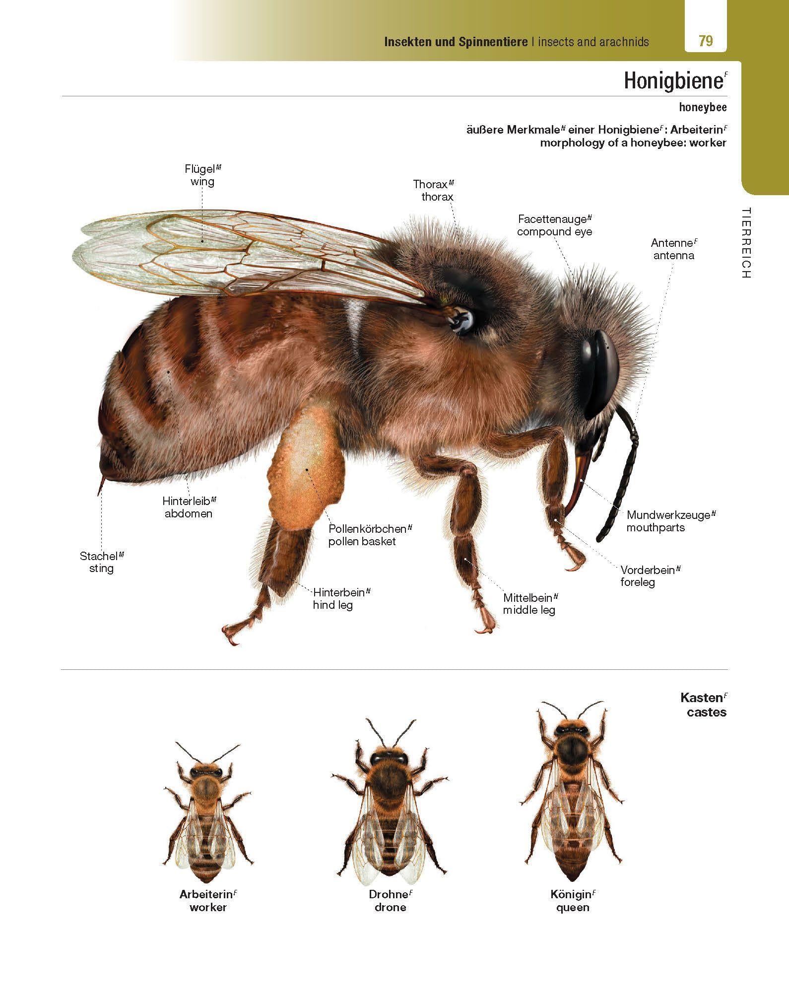 Langenscheidt Illustriertes Wörterbuch Englisch: Reich an Details in Wort und Bild