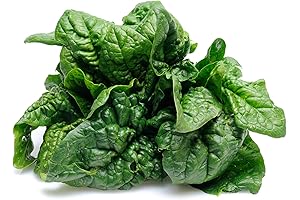 500 Bloomsdale Spinach Seeds | For Indoor Gardening