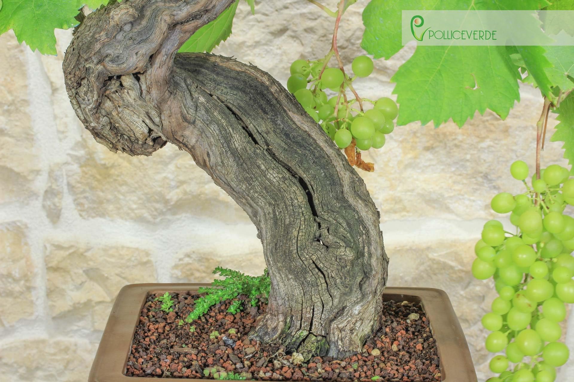Bonsaï de vigne (111)