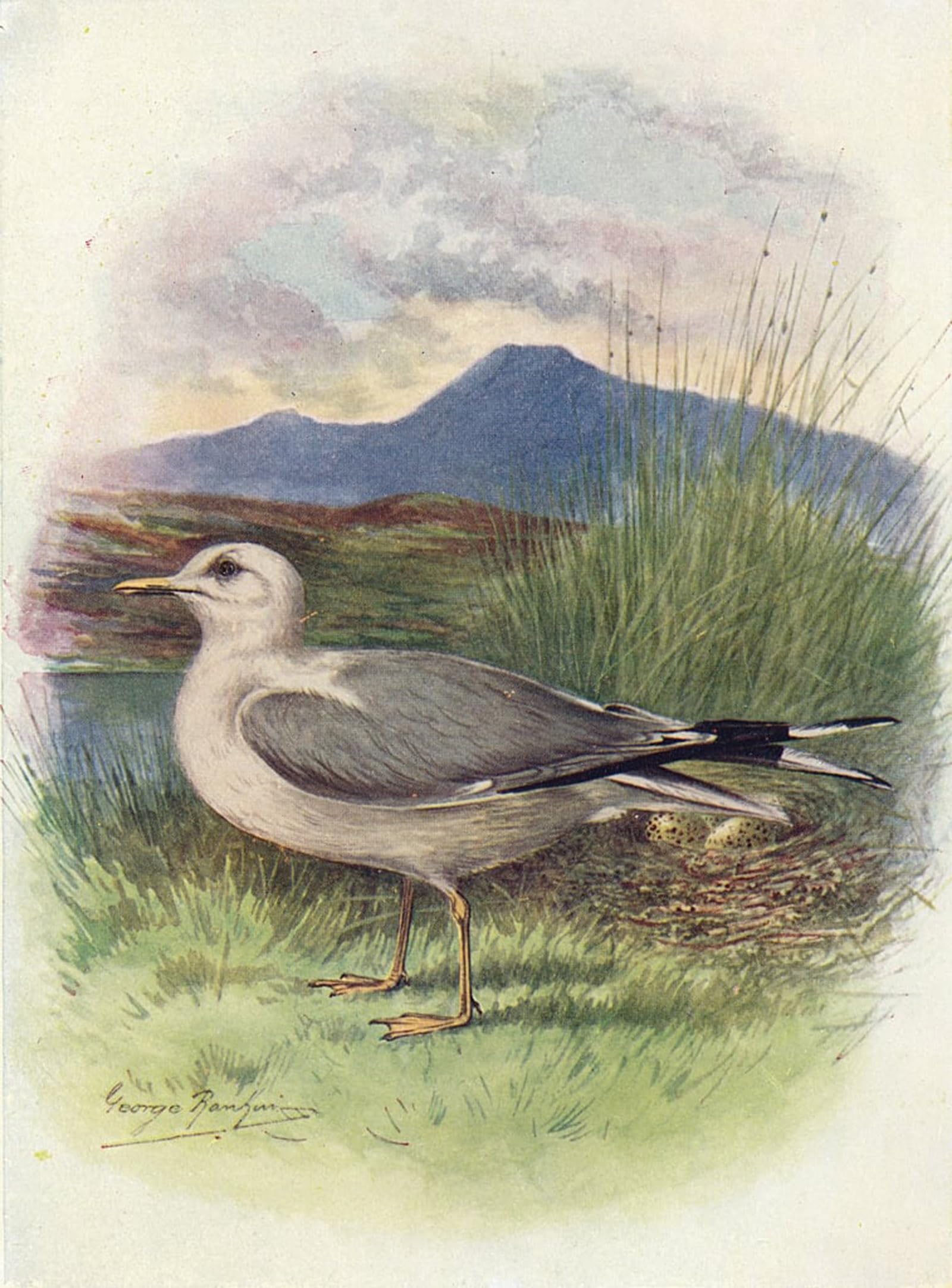 ARTXLXXBN Famous Prints Artwork Pictures Poster Painting Art Common Gull Larus Canus by George Rankin Artwork Landscape Pictures for Home Decor 60x90cm