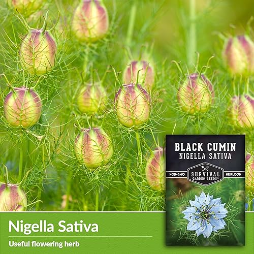 Miniatura 3 de Semilla de comino negro para plantar, 2 paquetes con instrucciones para plantar y cultivar plantas beneficiosas de Nigella Sativa en el huerto de tu