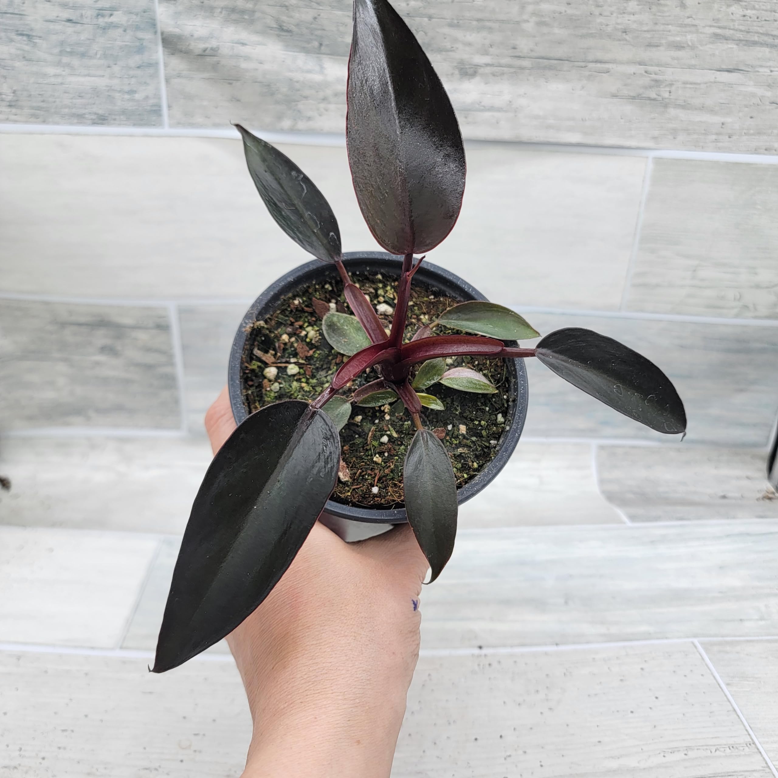 Amazon.com: Philodendron Burgundy Pink Princess Live Rare Exotic Tropical  Indoor House Plants in Nursery Plant Pot Housewarming Gift Decoration for  Home and Office by 3exoticgreen (6" Pot) : ,