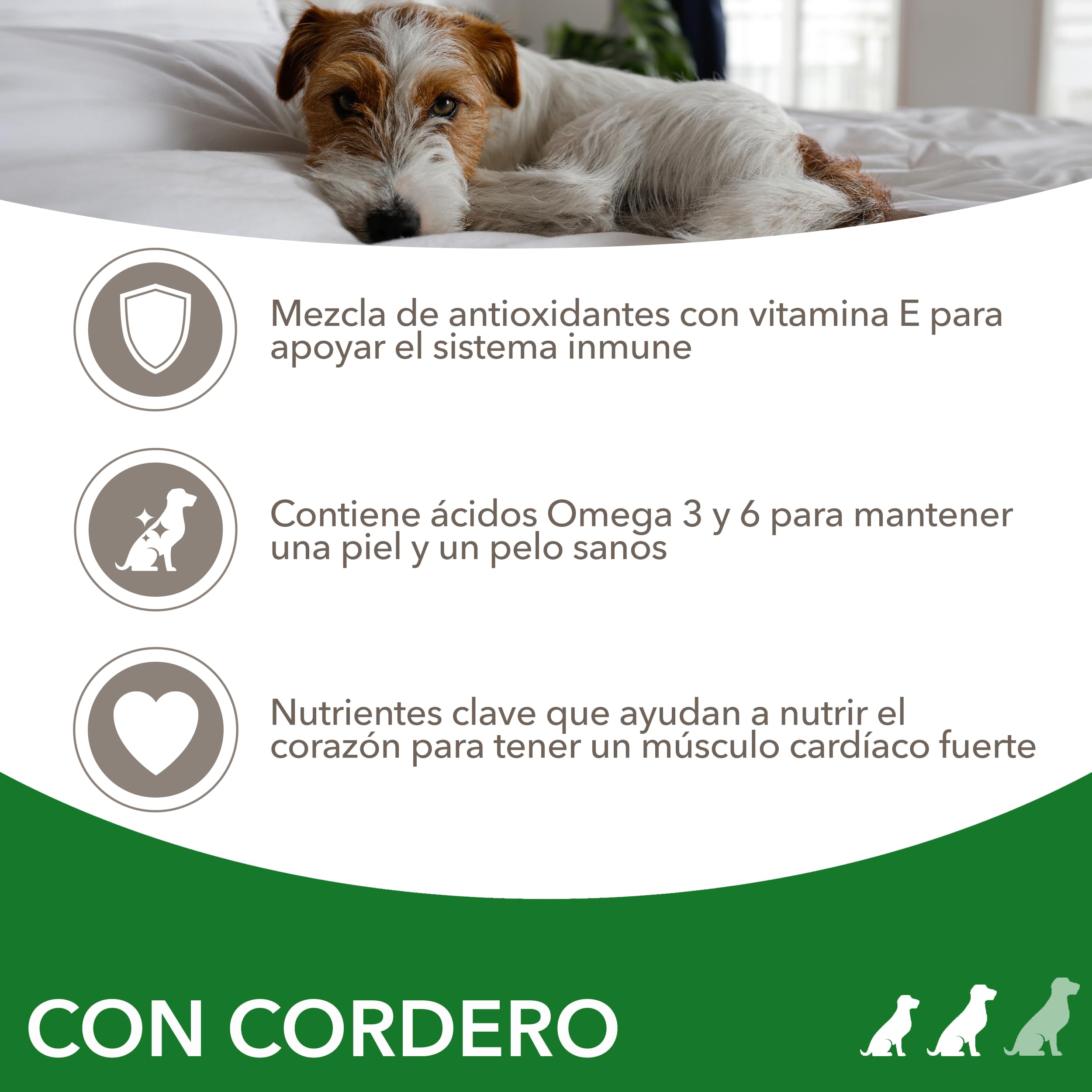 IAMS Alimento Seco para Perros Razas Peq./Med., Cordero, 12kg | Comida Seca para Perros | Para Perros Adultos de más de 1 año | Con Cordero