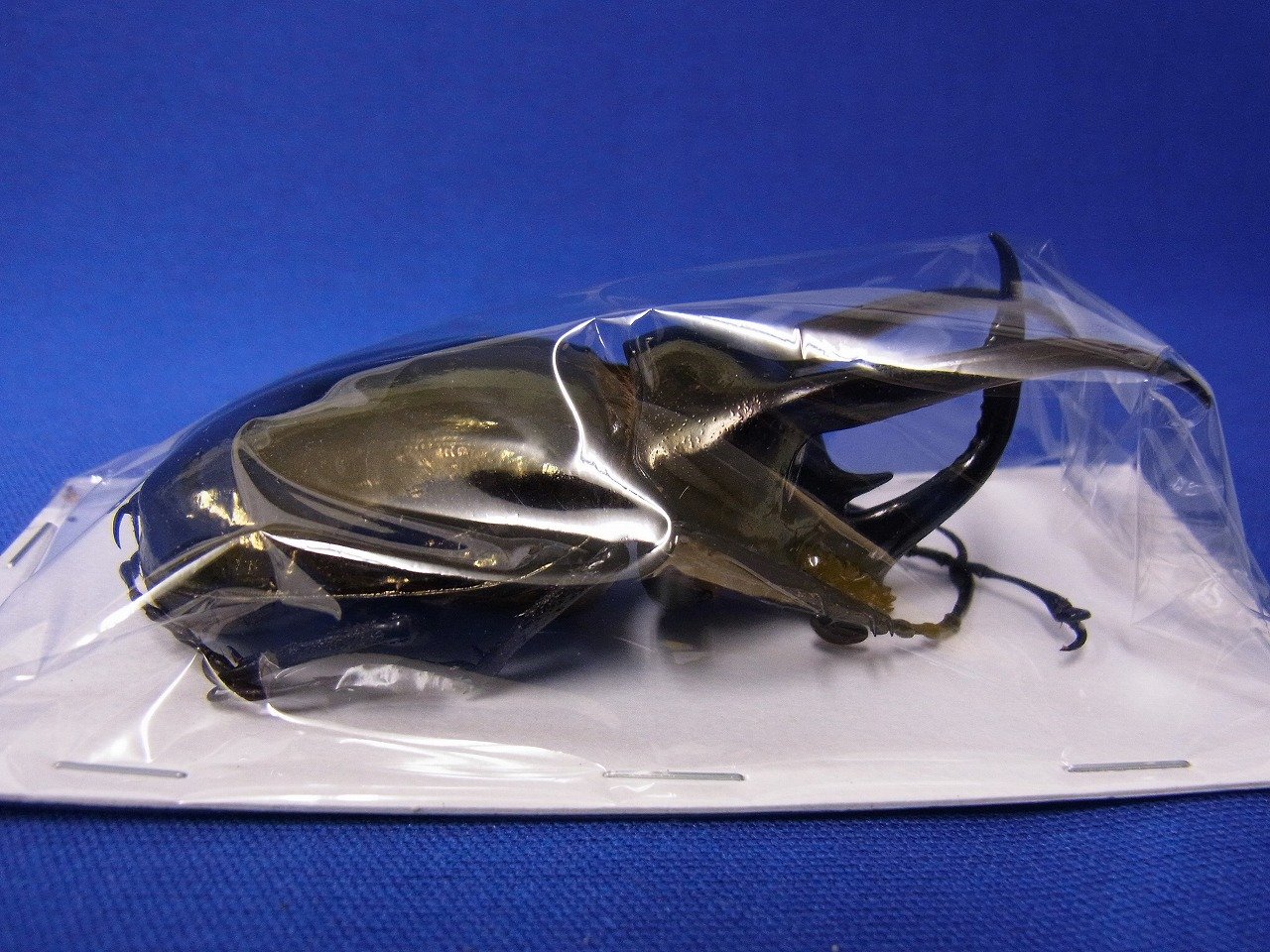 Amazon.co.jp: アトラスオオカブトムシML（標本用） : ペット用品