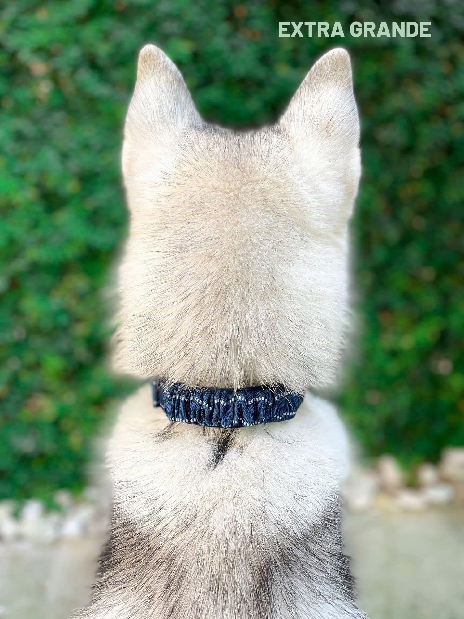 Tuff Pupper Collar de perro resistente con asa, collar de nailon balístico resistente, collar reflectante acolchado con herrajes de acero inoxidable ajustables, tamaño conveniente para todas las razas