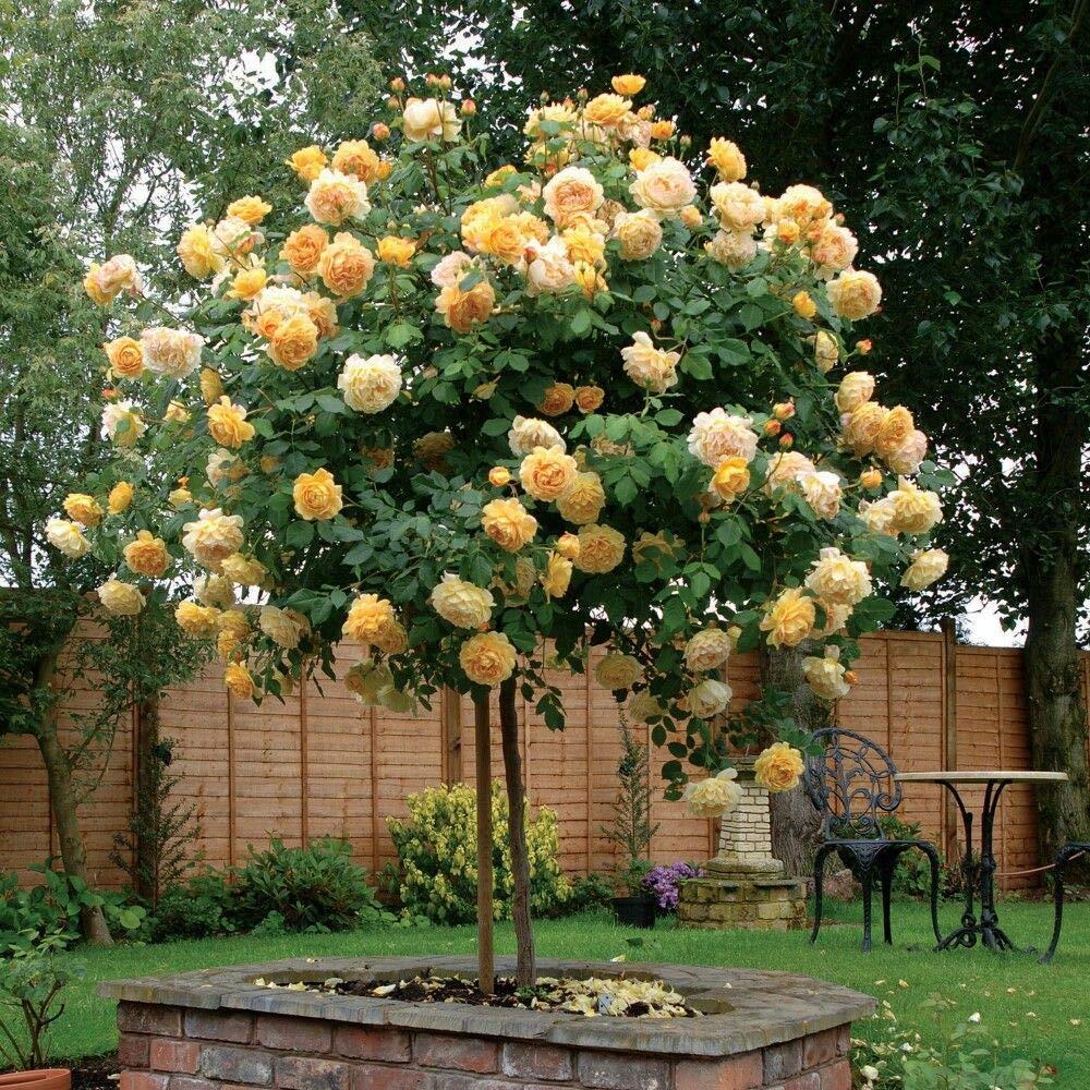 Aiden Gardens Rare Beautiful Yellow Tree Rose Rosa Multiflora 1 Grafted Healthy live plant (B07Y72VKG3) Amazon Price History, Amazon Price Tracker