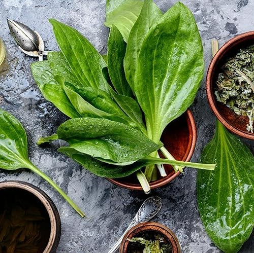 Miniatura 6 de CHUXAY GARDEN Semilla de plátano de hoja ancha para plantar 100 semillas Plantago Major, árbol de plátano sin OMG, reliquia de alta resistencia a la