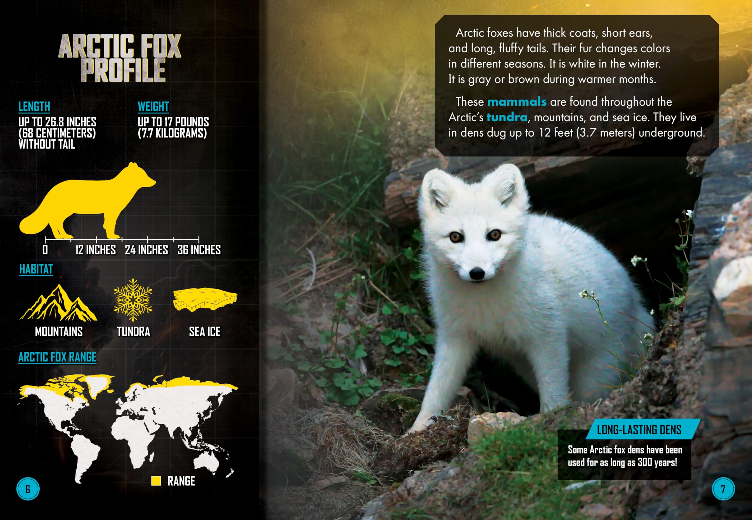 Arctic Fox Vs. Snowy Owl