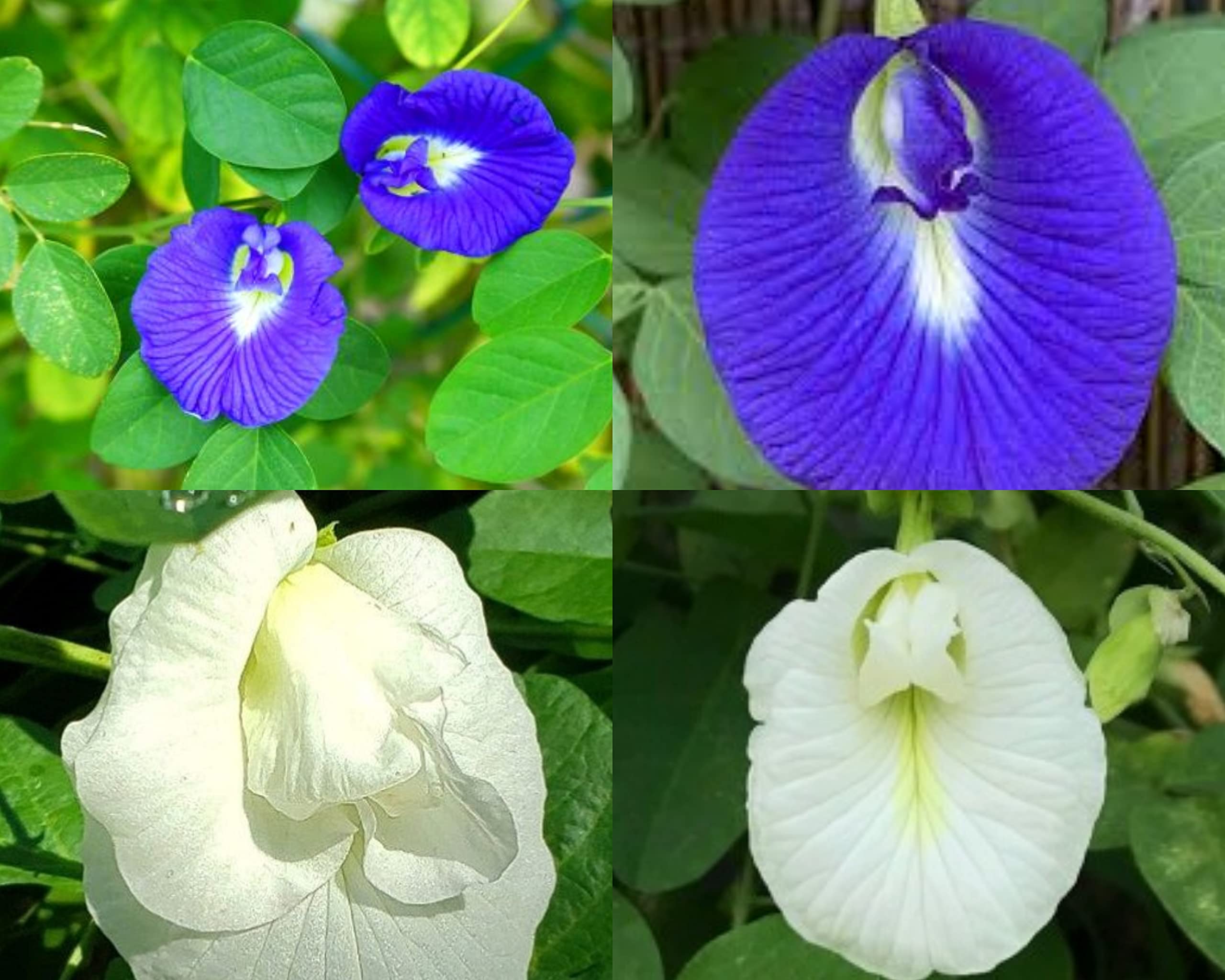 Shanku Pushpi/Butterfly Pea Flower seeds(White+Blue mixed) (Shanku Pushpi, 40+) (B09YC4GN8K) Amazon Price History, Amazon Price Tracker