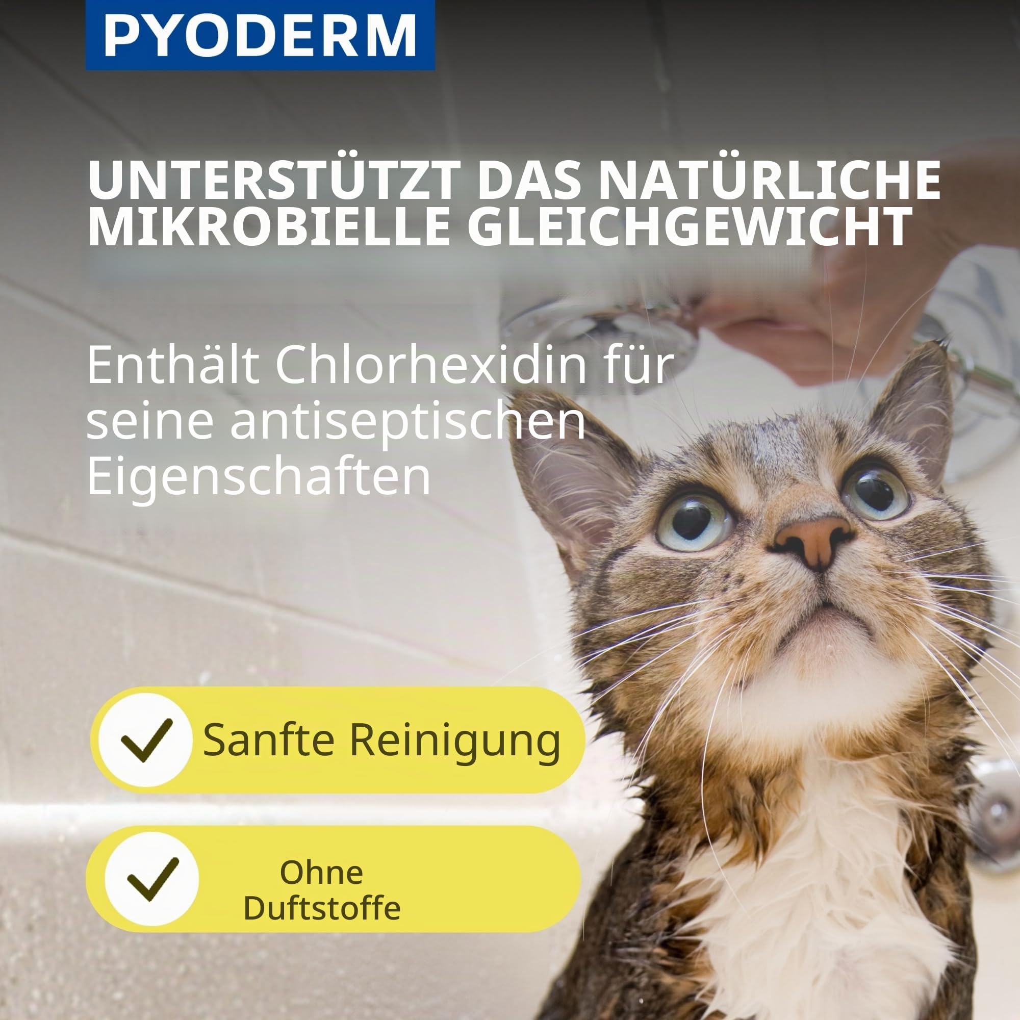 SHAMPOING PYODERM GLYCOTEC Chien & Chat 250 ml