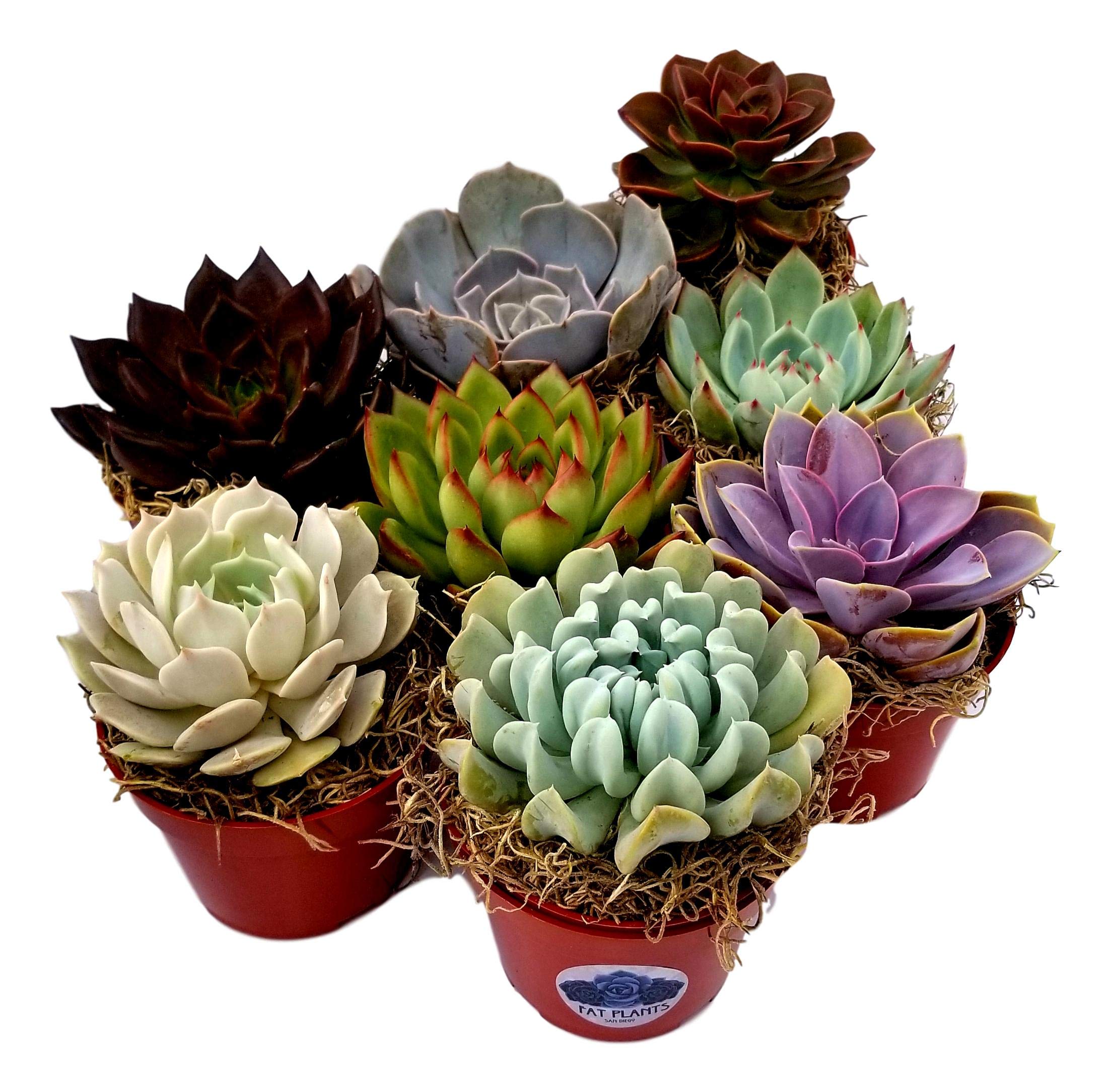 Fat Plants San Diego Large Rosette Succulent Plant Collection in Plastic  Growers Pots : Amazon.ca: Patio, Lawn & Garden