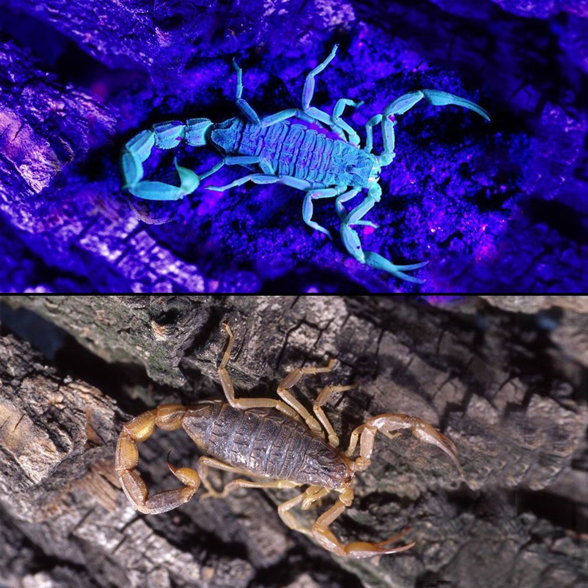 MODOAO Black Light Flashlight, Scorpion Detector, Ultraviolet Flashlight with 3 Light Modes - Pet Urine and Stains Detector, Bed Bug and Scorpion Hunting