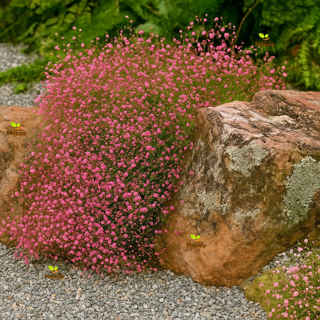 Baby's Breath Crimson - 2000 Seeds + Freebie + Plant Tag - Gypsophilla elegans