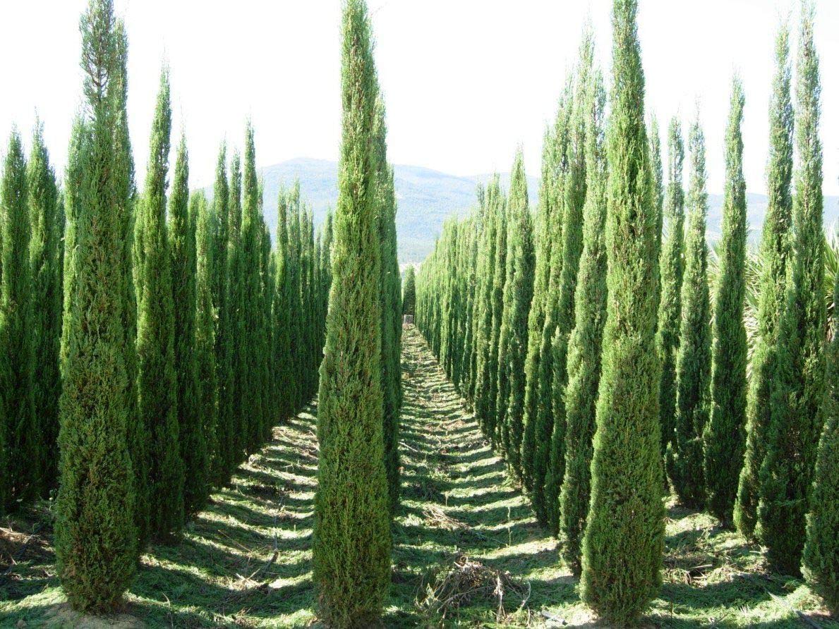 100 Semillas Ciprés Mediterráneo (Cupressus Sempervirens Pyramidalis) Verde