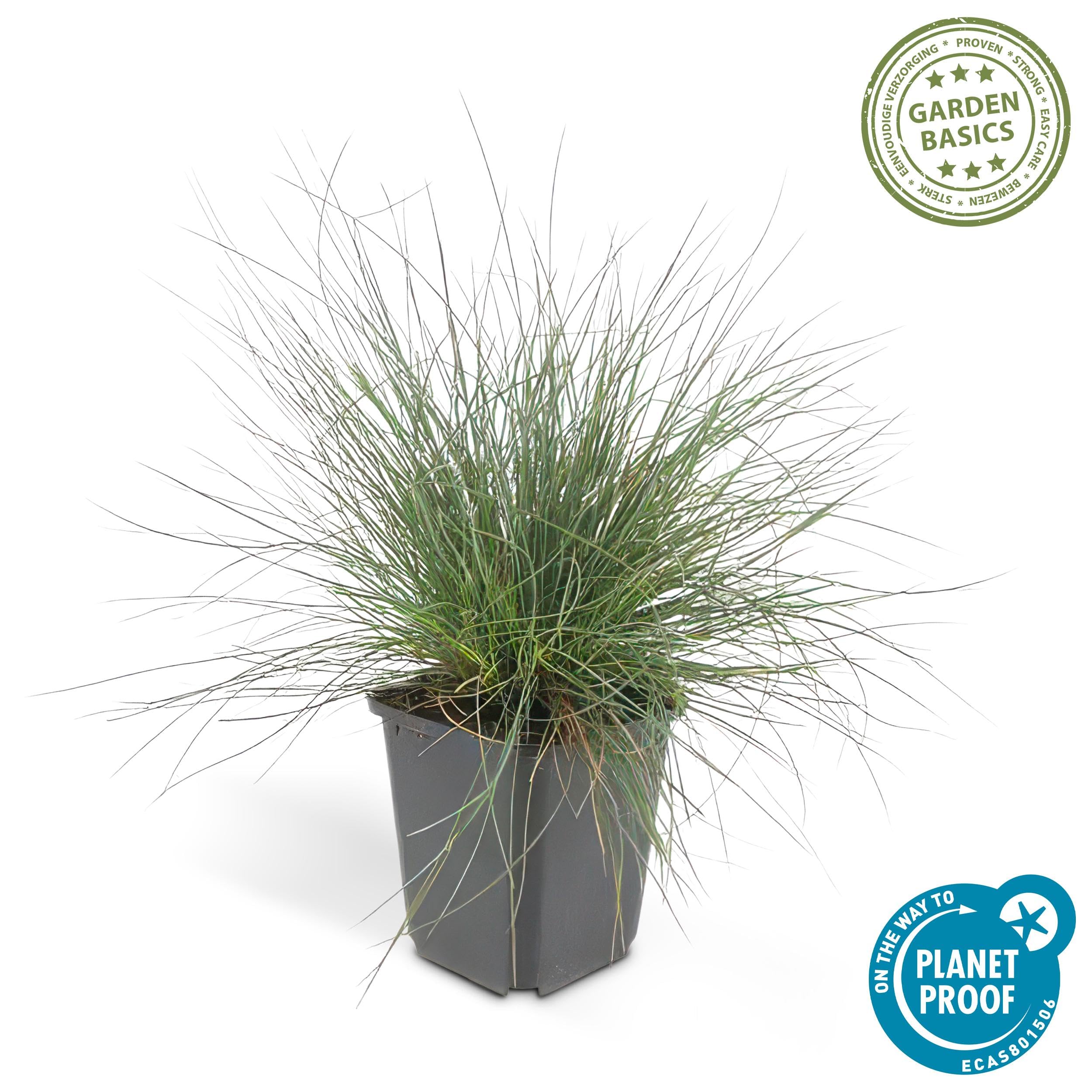 Festuca glauca 'Elijah Bleu' | 12 stuks - 10-25cm - Ø9cm - Pianta da giardino