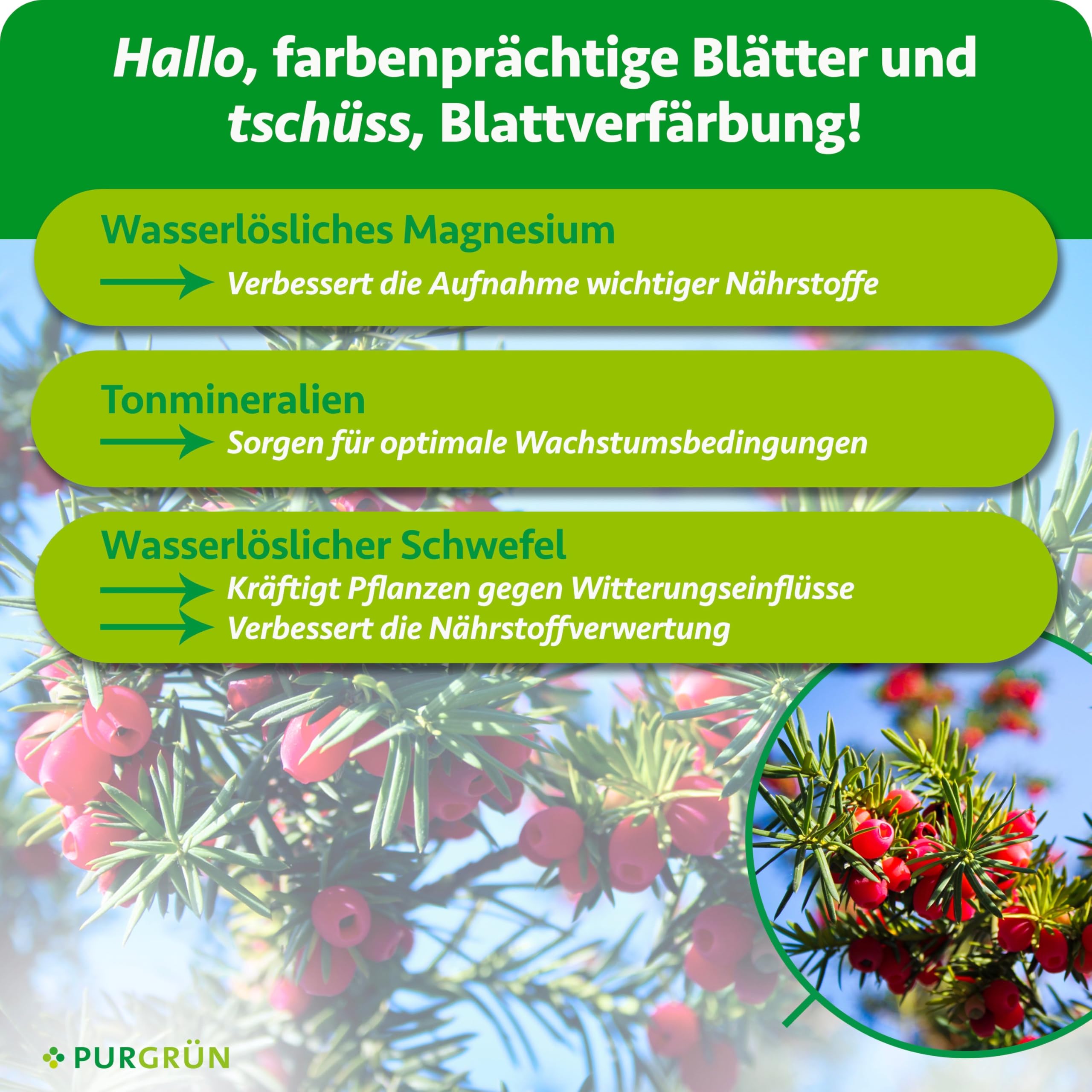 Eibendünger 1 kg – Organisch-mineralische Rezeptur – Feinkörniges Krümelgranulat – NPK 5+4+6 – Extra Magnesium für leuchtend grüne Nadeln – Verbessert die Bodenqualität