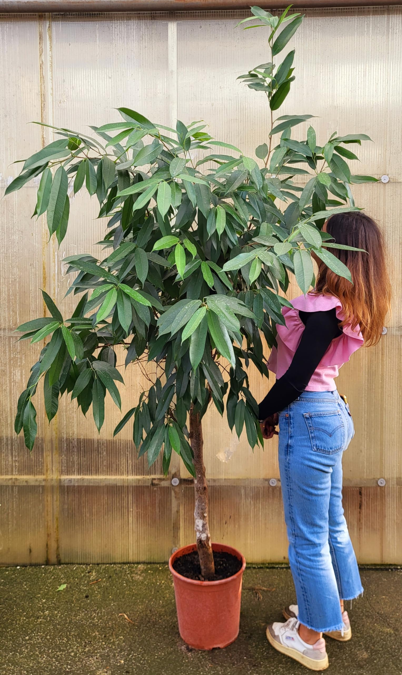 POWERS TO FLOWERS - FICUS ALII, AMSTEL KING, ESEMPLARE AD ALBERELLO, pianta vera