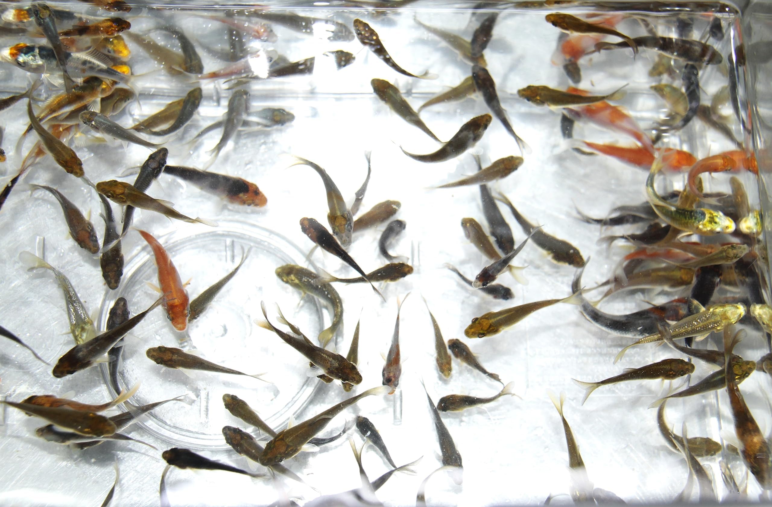 Amazon | [生体]錦鯉MIX-稚鯉- 100匹(約1〜5cm)埼玉県産 ※死着保証分10%添付 | ノーブランド品 | 観賞魚・水中生物 通販