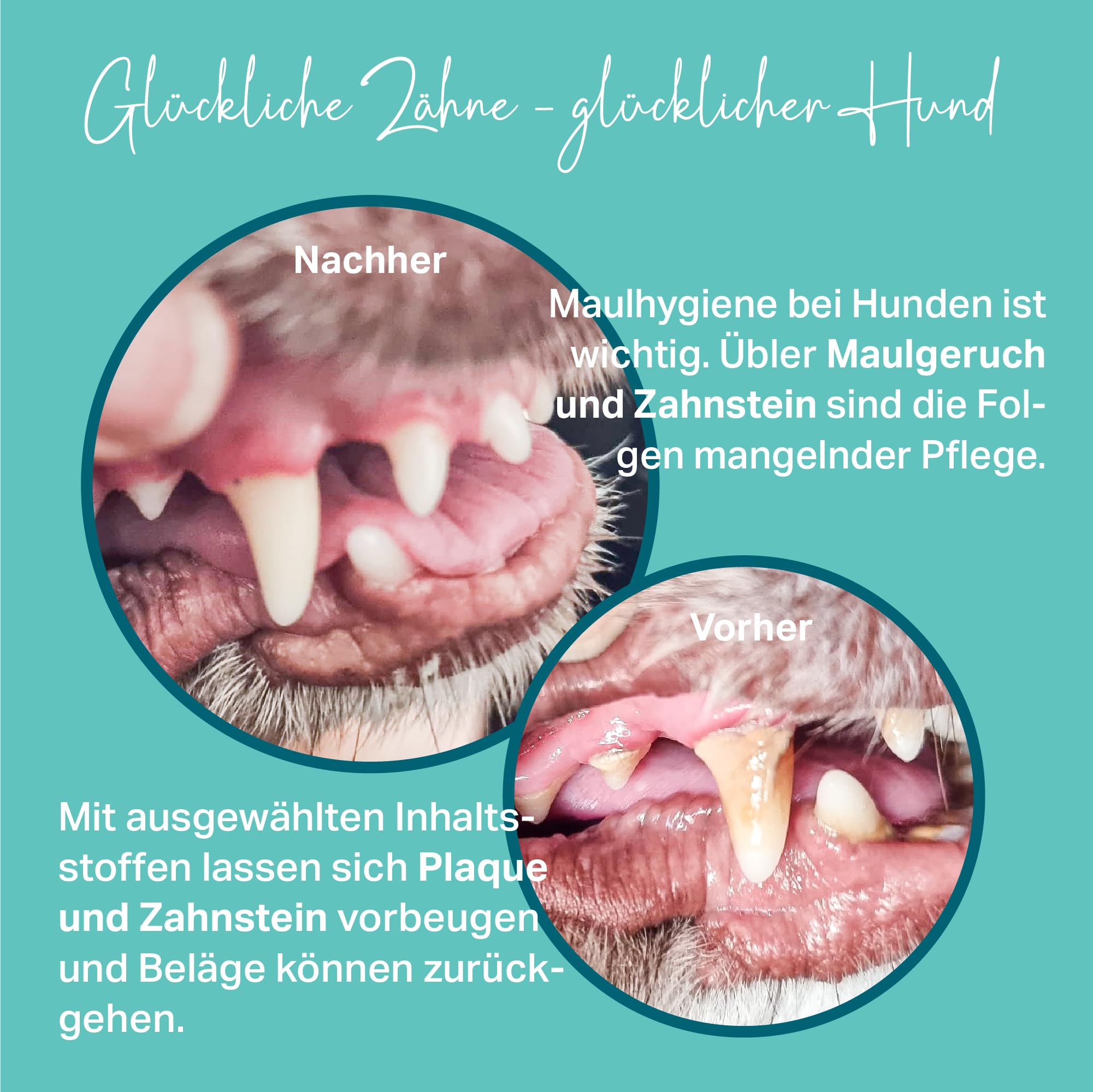 MEDIDOG Dental Pops – 250 g – natürliche Zahnpflege für Hunde – gegen Maulgeruch – Zahnreinigung ohne Chemie