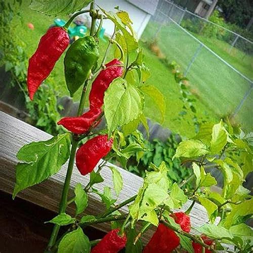 Miniatura 3 de CHUXAY GARDEN Ghost Pepper Seed 15 Seeds Híbrido interespecífico El chile más caliente del mundo crece en solo semanas Gran verdura