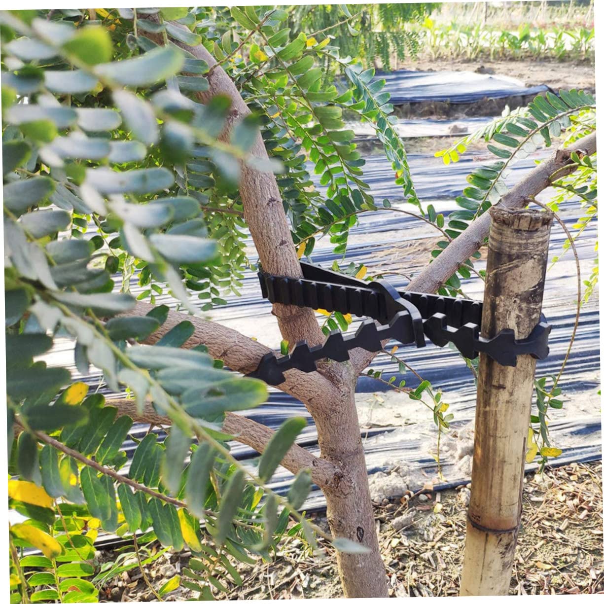 TOYANDONA Verstellbare Baum und Pflanzenbinder aus Gummi, 10 Stück, Schwarz