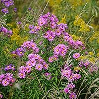 Vista 2 de Eden Brothers Semillas Aster de Nueva Inglater