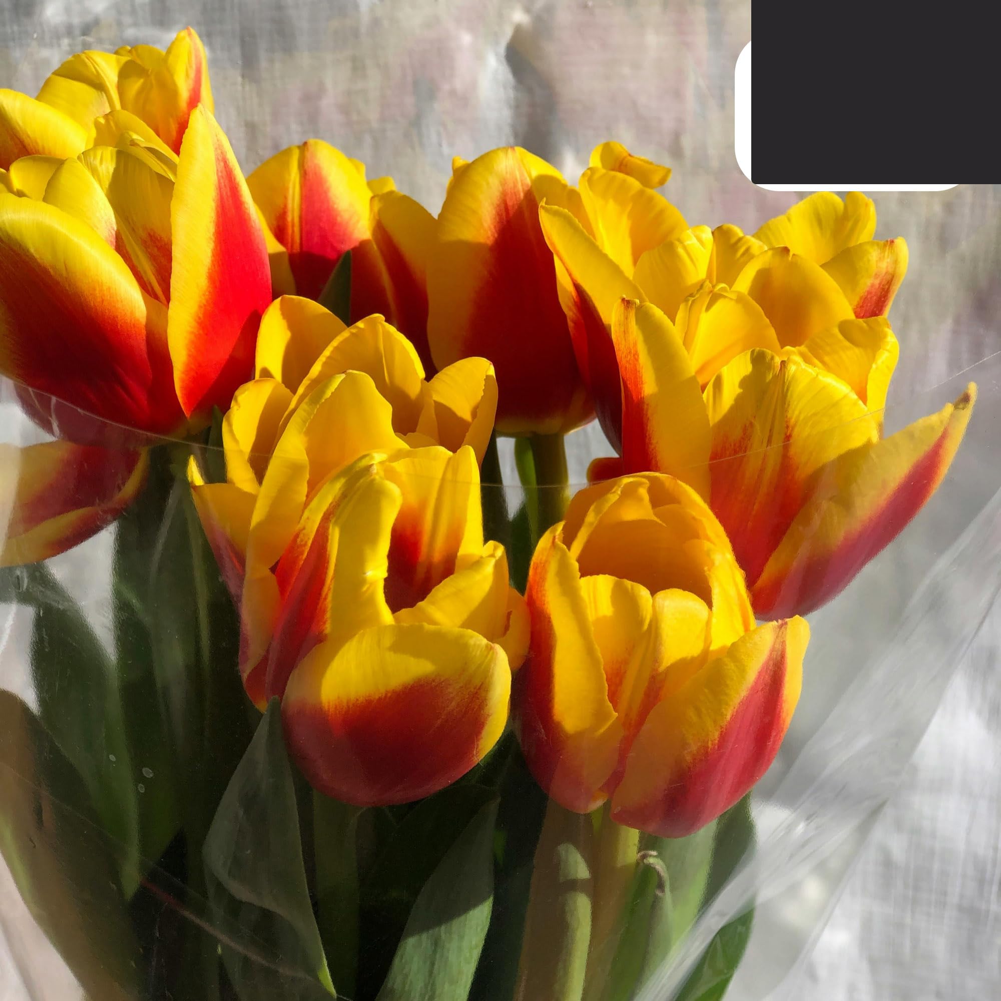 Bulbos de tulipán 'Jan Seignette' | 20 Piezas | Tulipán rayado rojo-amarillo - 30-50cm - Ø5cm - bulbo de flor - Planta de jardín