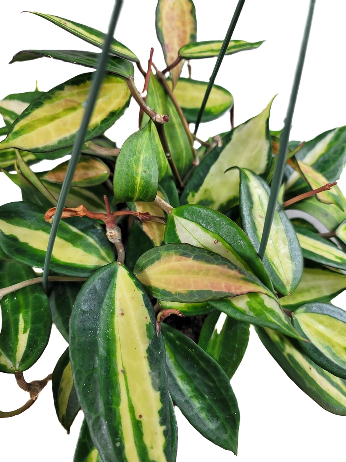 Hoya Pot of Gold - Inner Variegated Hoya Latifolia FKA Macrophylla Inner Variegated - Available in 3.5", 4.5" Pot & 6" Pot - Hoya Plants Live Houseplants (Multiple Plants/Vines, 6" Hanging Pot)