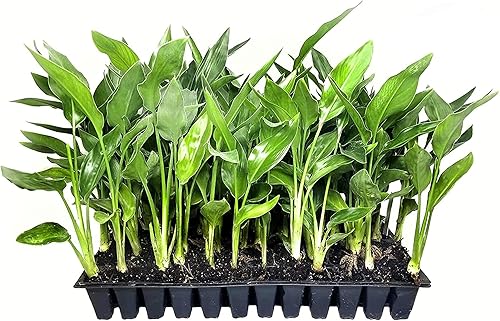 Pájaro naranja del paraíso  Strelitzia Reginae  3 plantas vivas  Espécimen floreciente tropical perenne
