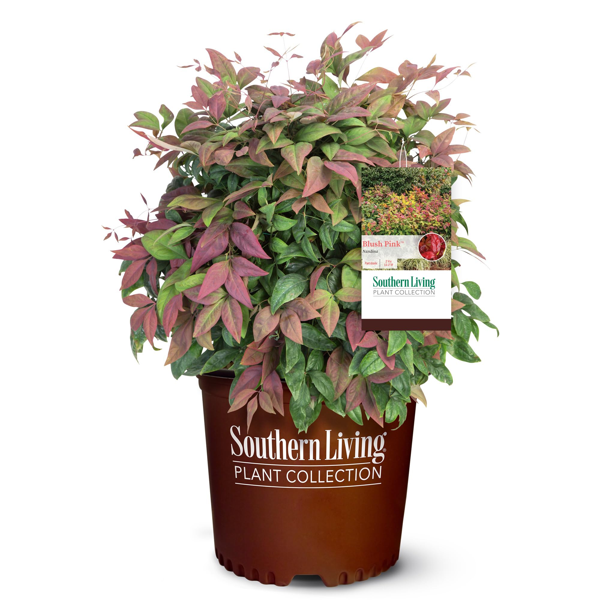 Blush Pink Nandina